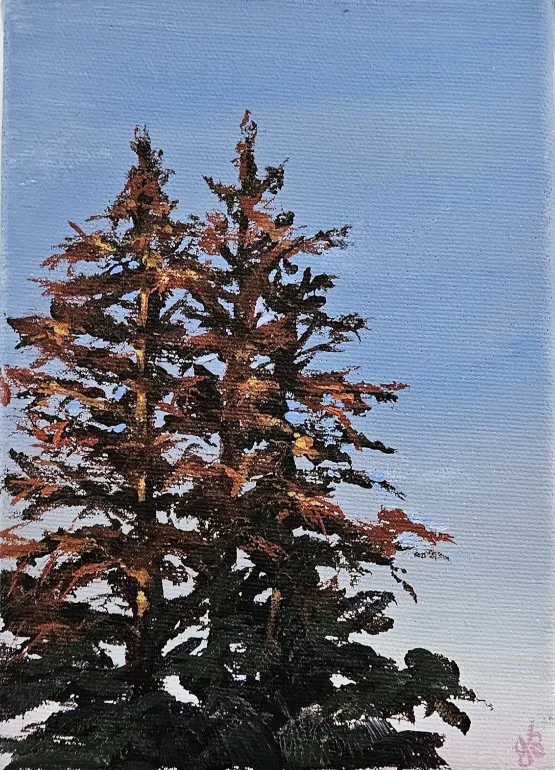 Painting of spruce trees in the morning light