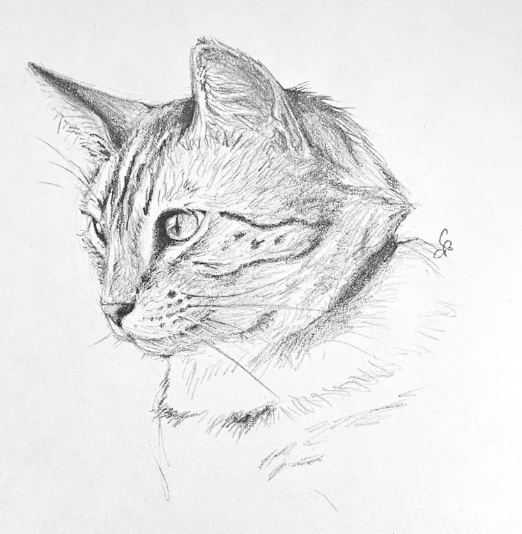 Portrait of a tabby cat in 3/4 view