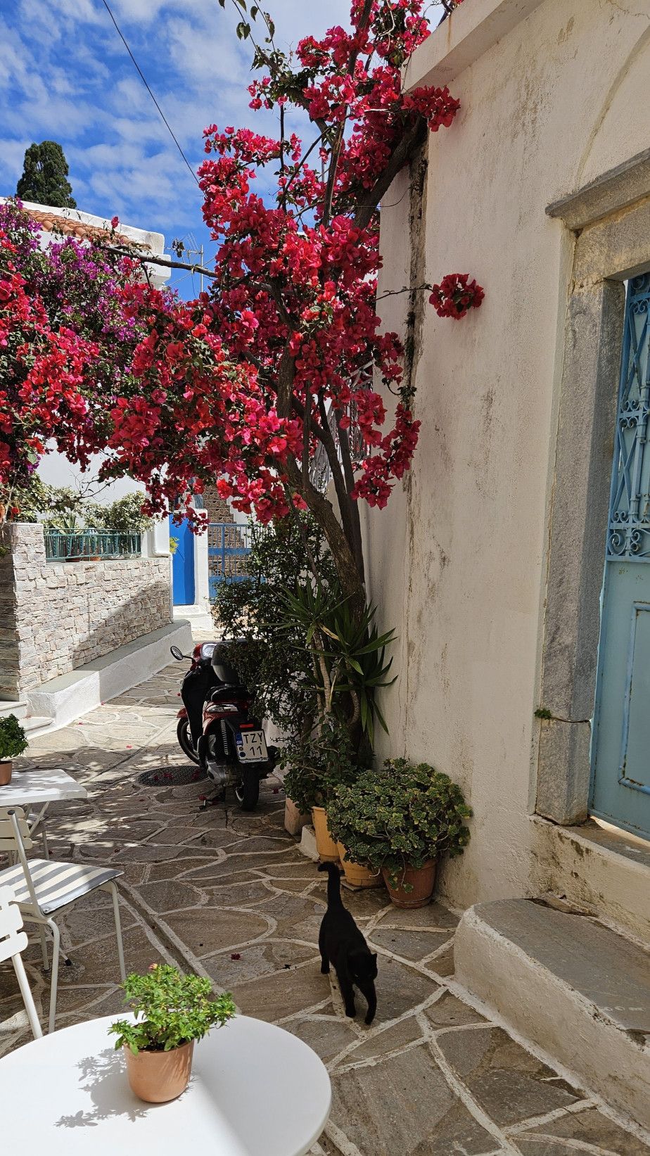 Sunny alley with red tree, black cat, bistro tables and a moped