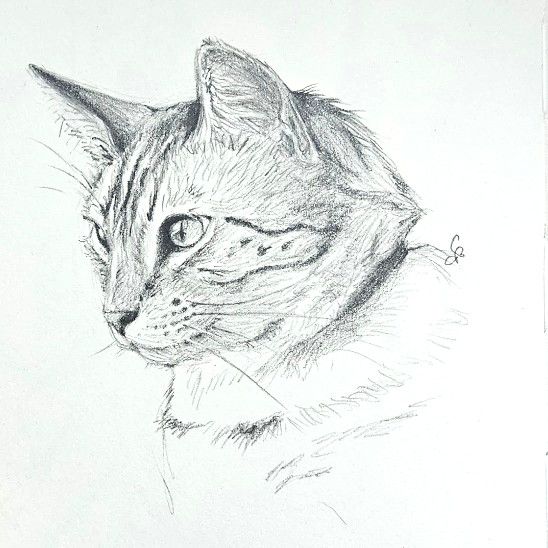 Cat portait in graphite